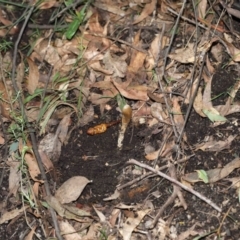 Cordyceps sp. (genus) at Paddys River, ACT - 27 Jul 2022