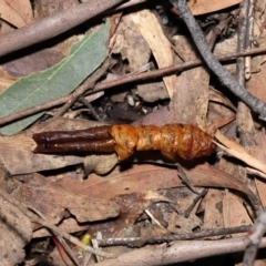 Cordyceps sp. (genus) at Paddys River, ACT - 27 Jul 2022