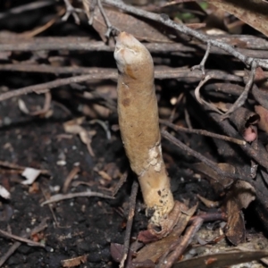 Cordyceps sp. (genus) at Paddys River, ACT - suppressed