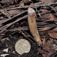 Cordyceps sp. (genus) at Paddys River, ACT - 27 Jul 2022