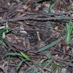 Cordyceps sp. (genus) at Paddys River, ACT - 27 Jul 2022