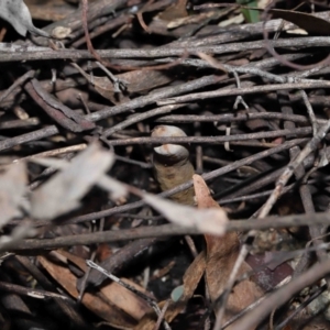 Cordyceps sp. (genus) at Paddys River, ACT - 27 Jul 2022