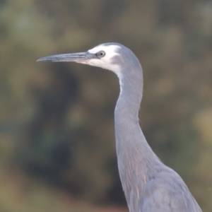 Egretta novaehollandiae at Molonglo Valley, ACT - 22 Mar 2022