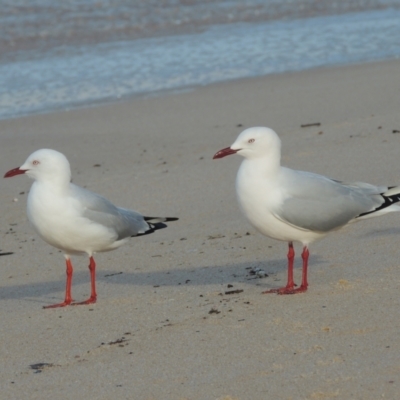 Chroicocephalus novaehollandiae (Silver Gull) at Mirador, NSW - 18 Jul 2020 by michaelb