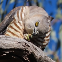 Aviceda subcristata (Pacific Baza) at Red Hill Nature Reserve - 27 Jul 2022 by roymcd