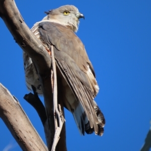 Aviceda subcristata at Red Hill, ACT - 28 Jul 2022