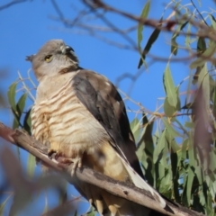 Aviceda subcristata at Red Hill, ACT - 28 Jul 2022