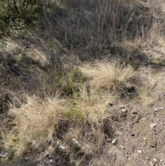 Eragrostis curvula (African Lovegrass) at Block 402 - 27 Jul 2022 by AdamMc