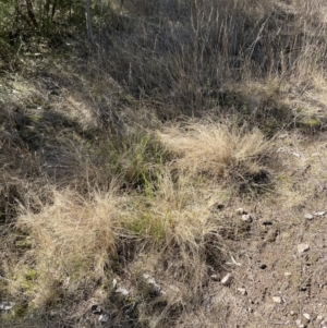 Eragrostis curvula at Stromlo, ACT - 27 Jul 2022 10:32 AM