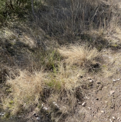 Eragrostis curvula (African Lovegrass) at Stromlo, ACT - 27 Jul 2022 by AdamMc