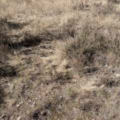 Eragrostis curvula at Stromlo, ACT - 27 Jul 2022 10:32 AM