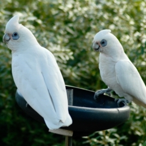 Cacatua sanguinea at Aranda, ACT - 19 Jul 2022