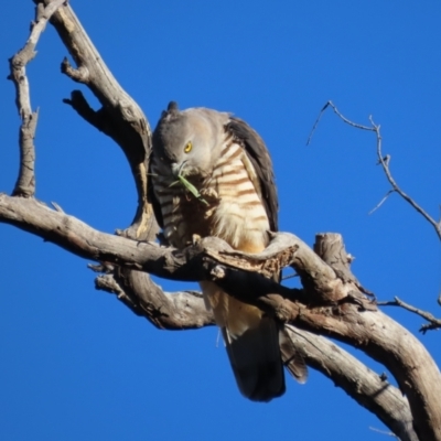 Aviceda subcristata (Pacific Baza) at Red Hill Nature Reserve - 27 Jul 2022 by roymcd