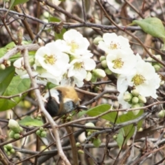 Acanthorhynchus tenuirostris (Eastern Spinebill) at Downer, ACT - 28 Jul 2022 by RobertD