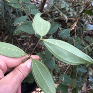 Rhodamnia rubescens at Thora, NSW - suppressed