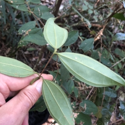 Rhodamnia rubescens (Scrub Turpentine, Brown Malletwood) at Thora, NSW - 28 Jul 2022 by Topknot