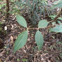 Rhodamnia rubescens at Thora, NSW - 28 Jul 2022