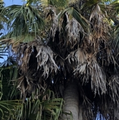 Livistona australis at Coffs Harbour, NSW - suppressed