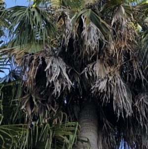 Livistona australis at Coffs Harbour, NSW - suppressed