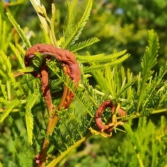 Uromycladium (genus) (A gall forming rust fungus) at Isaacs, ACT - 28 Jul 2022 by Mike