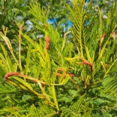 Uromycladium sp. at Isaacs, ACT - 28 Jul 2022