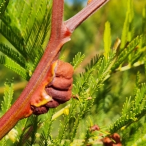 Uromycladium sp. at Isaacs, ACT - 28 Jul 2022