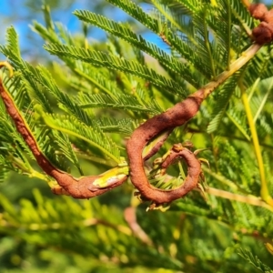 Uromycladium sp. at Isaacs, ACT - 28 Jul 2022