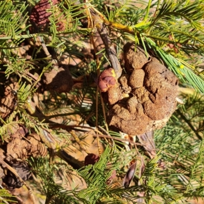 Uromycladium (genus) (A gall forming rust fungus) at Isaacs, ACT - 28 Jul 2022 by Mike