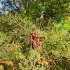 Uromycladium (genus) at Isaacs, ACT - 28 Jul 2022 02:59 PM