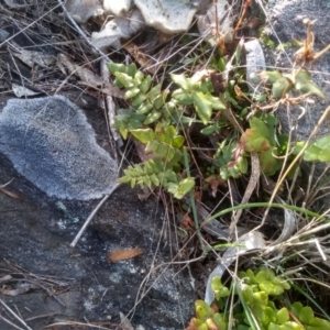 Pellaea calidirupium at Cooma, NSW - 28 Jul 2022