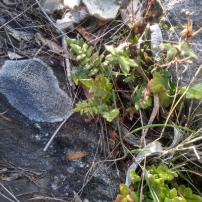 Pellaea calidirupium (Hot Rock Fern) at Cooma North Ridge Reserve - 28 Jul 2022 by mahargiani