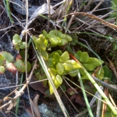 Pellaea calidirupium at Cooma, NSW - 28 Jul 2022