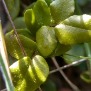 Pellaea calidirupium at Cooma, NSW - 28 Jul 2022