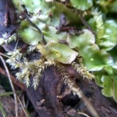 Lunularia cruciata (A thallose liverwort) at Cooma North Ridge Reserve - 28 Jul 2022 by mahargiani