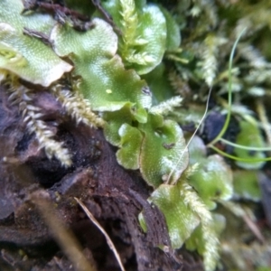 Lunularia cruciata at Cooma, NSW - 28 Jul 2022