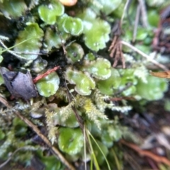 Lunularia cruciata at Cooma, NSW - 28 Jul 2022