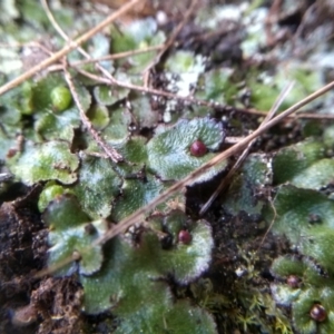 Asterella sp. (genus) at Cooma, NSW - 28 Jul 2022 10:49 AM