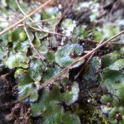 Asterella sp. (genus) (A liverwort) at Cooma, NSW - 28 Jul 2022 by mahargiani