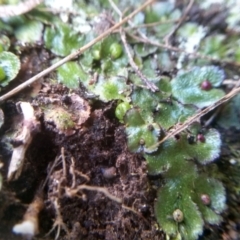 Asterella sp. (genus) at Cooma, NSW - 28 Jul 2022