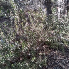 Persoonia rigida (Hairy Geebung) at Cooma North Ridge Reserve - 28 Jul 2022 by mahargiani