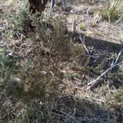 Persoonia rigida at Cooma, NSW - 28 Jul 2022