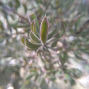 Persoonia rigida at Cooma, NSW - 28 Jul 2022