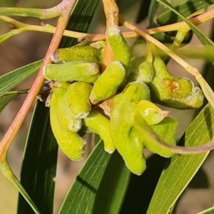 Dasineura sp. (genus) at Jerrabomberra, ACT - 28 Jul 2022