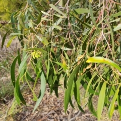 Dasineura sp. (genus) at Jerrabomberra, ACT - 28 Jul 2022