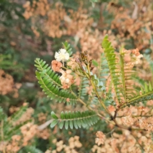 Acacia terminalis at Jerrabomberra, ACT - 28 Jul 2022 03:53 PM