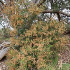 Acacia terminalis at Jerrabomberra, ACT - 28 Jul 2022