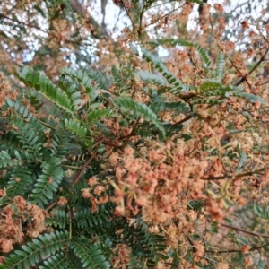 Acacia terminalis at Jerrabomberra, ACT - 28 Jul 2022 03:53 PM