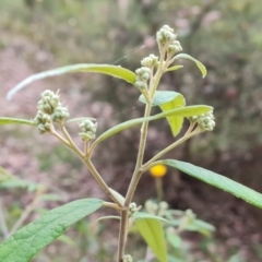 Olearia lirata (Snowy Daisybush) at Jerrabomberra, ACT - 28 Jul 2022 by Mike