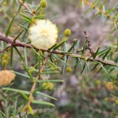 Acacia ulicifolia (Prickly Moses) at Jerrabomberra, ACT - 28 Jul 2022 by Mike