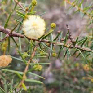 Acacia ulicifolia at Jerrabomberra, ACT - 28 Jul 2022